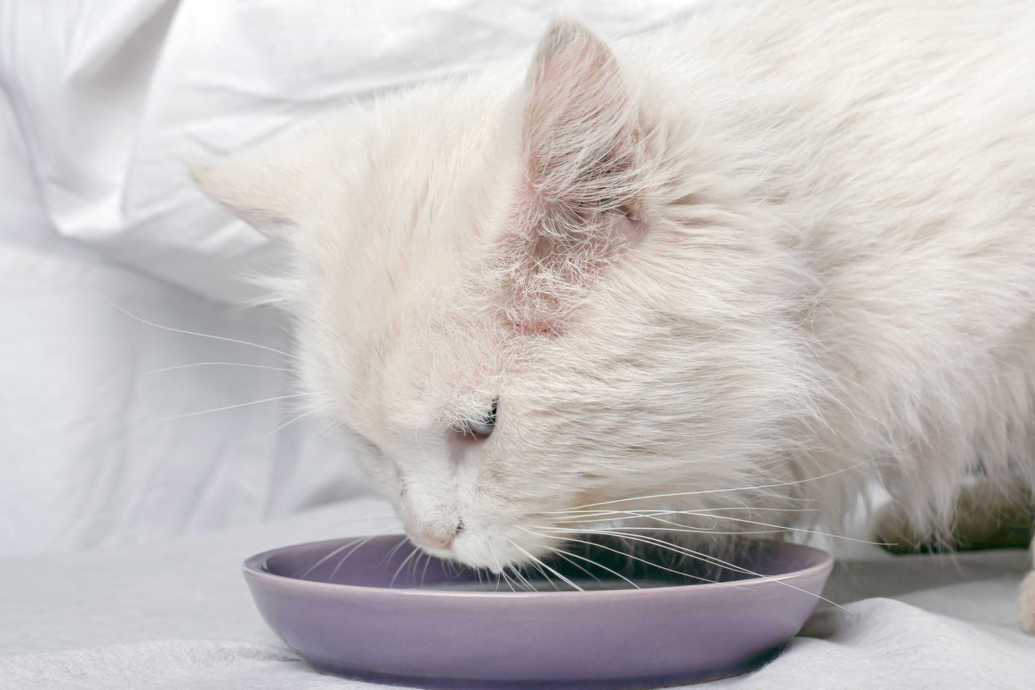 Can Cats Drink Milk? What Cat Owners Need to Know