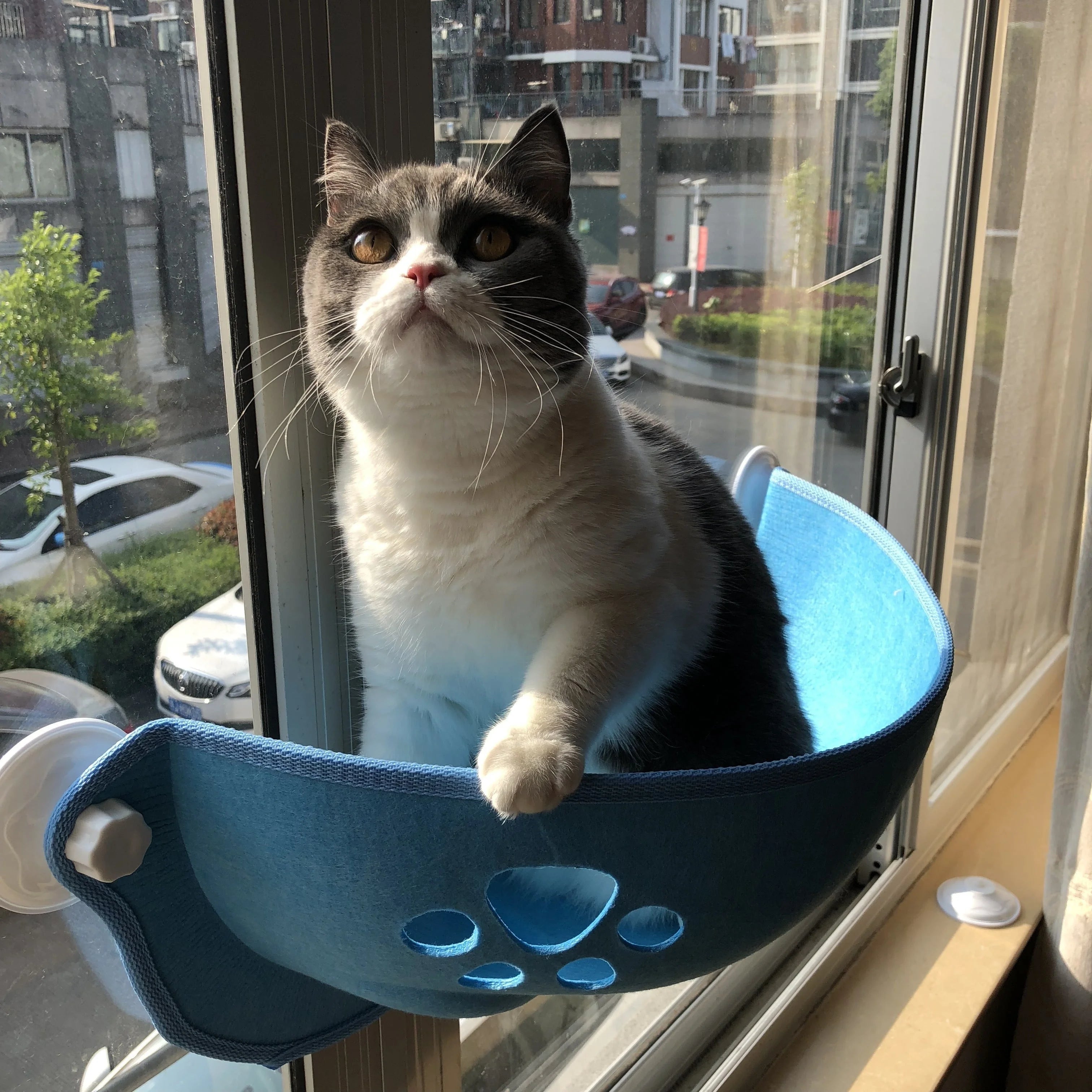 A black and white cat gazes contentedly from a blue felt Window Perch for Cats, attached to a sunlit window with care at dusk.