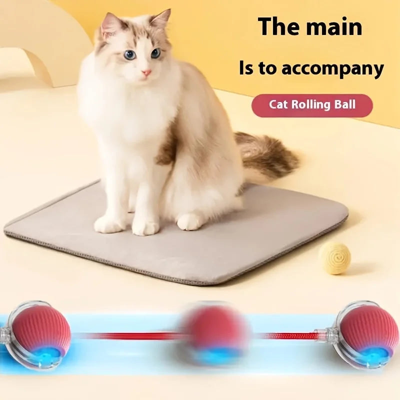 Cat sitting alongside a cat rolling ball toy for interactive play and companionship.