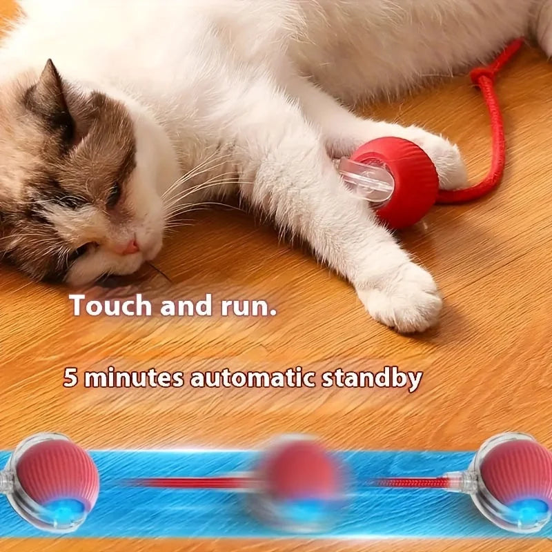 Cat interacting with a rolling ball toy during playtime.