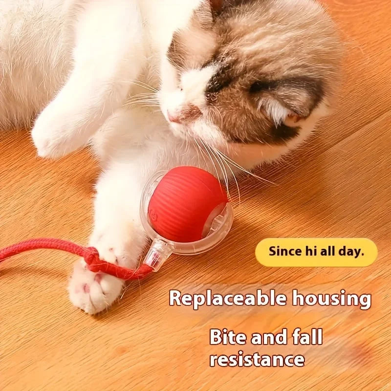 Cat playing with the rolling ball toy, a personal playmate.