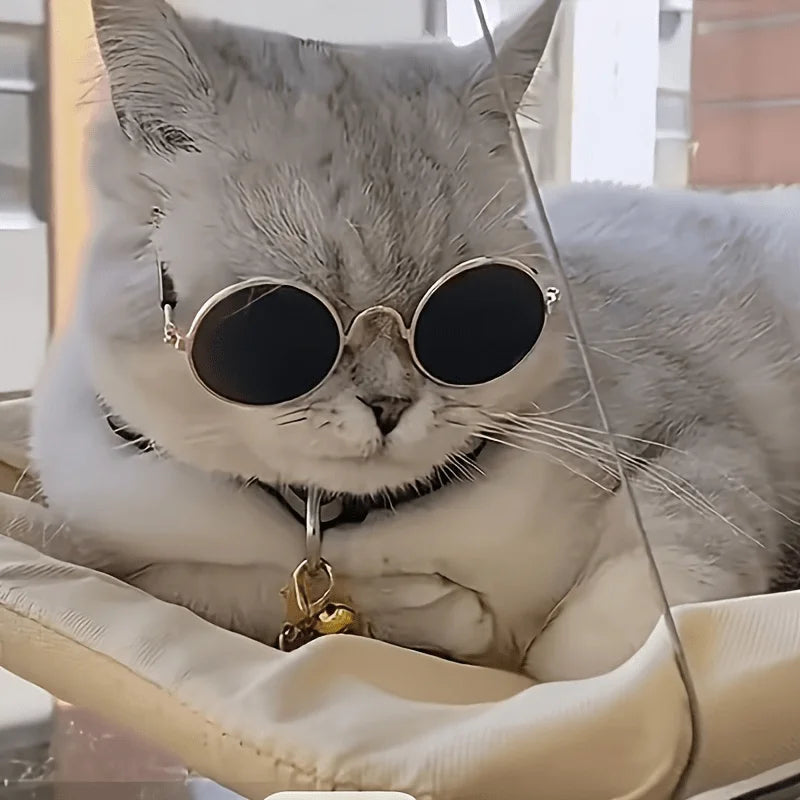 Cat wearing stylish sunglasses while relaxing on a Cat Window Perch for Large Cats, basking in the sunlight through the window.