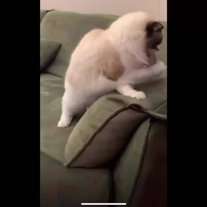 A playful cat swatting at a cat scratch ball toy with a feather on top.
