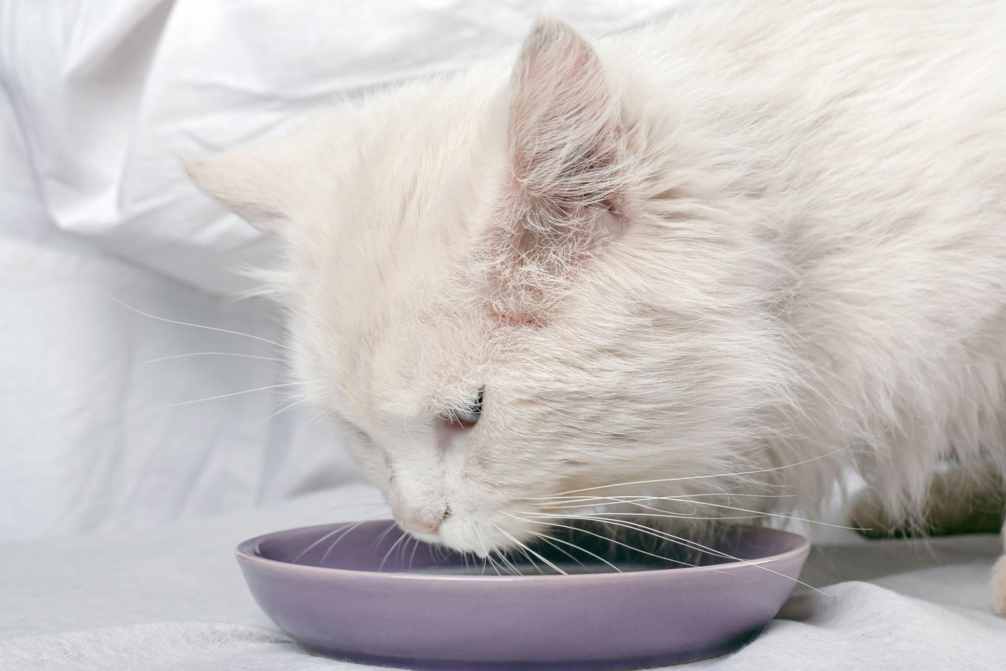 Can Cats Drink Milk? What Cat Owners Need to Know