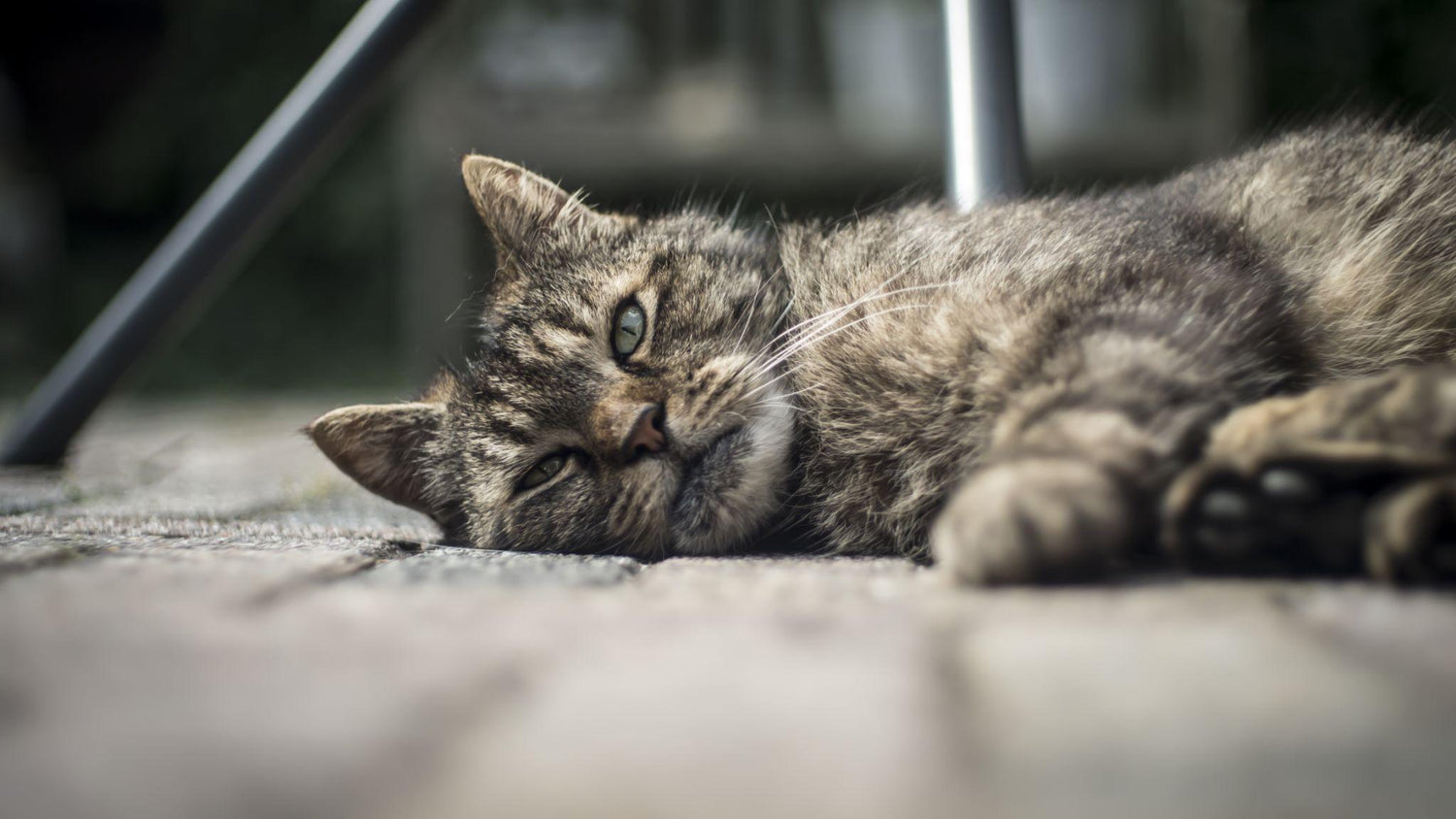 How Long Do Cats Live? Average Lifespan and Ways to Help Your Cat Live Longer