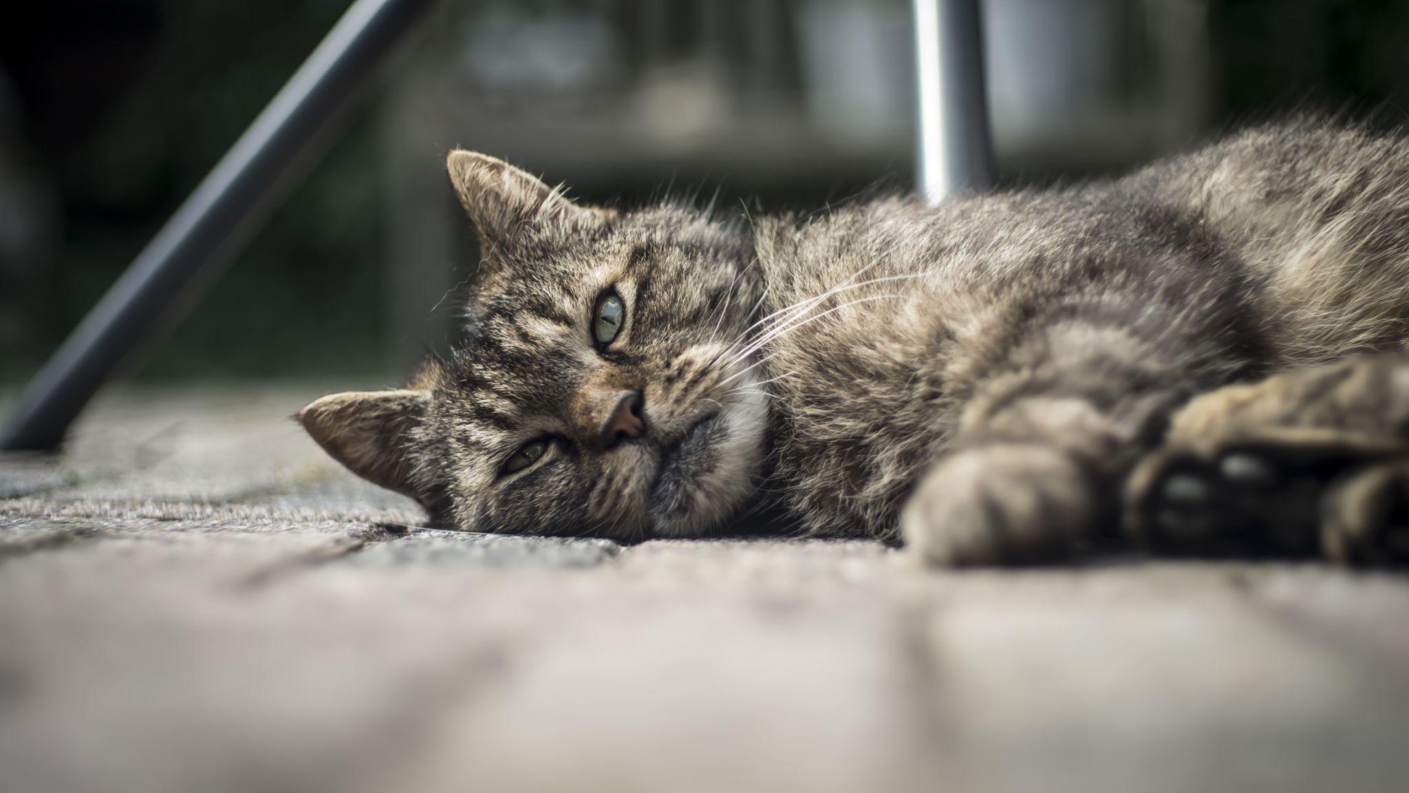 How Long Do Cats Live? Average Lifespan and Ways to Help Your Cat Live Longer