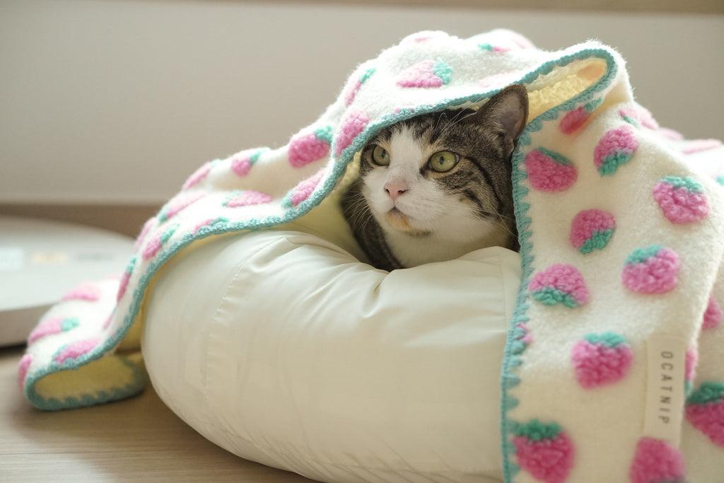 Why Do Cats Make Biscuits? Understanding Your Cat's Kneading Behavior