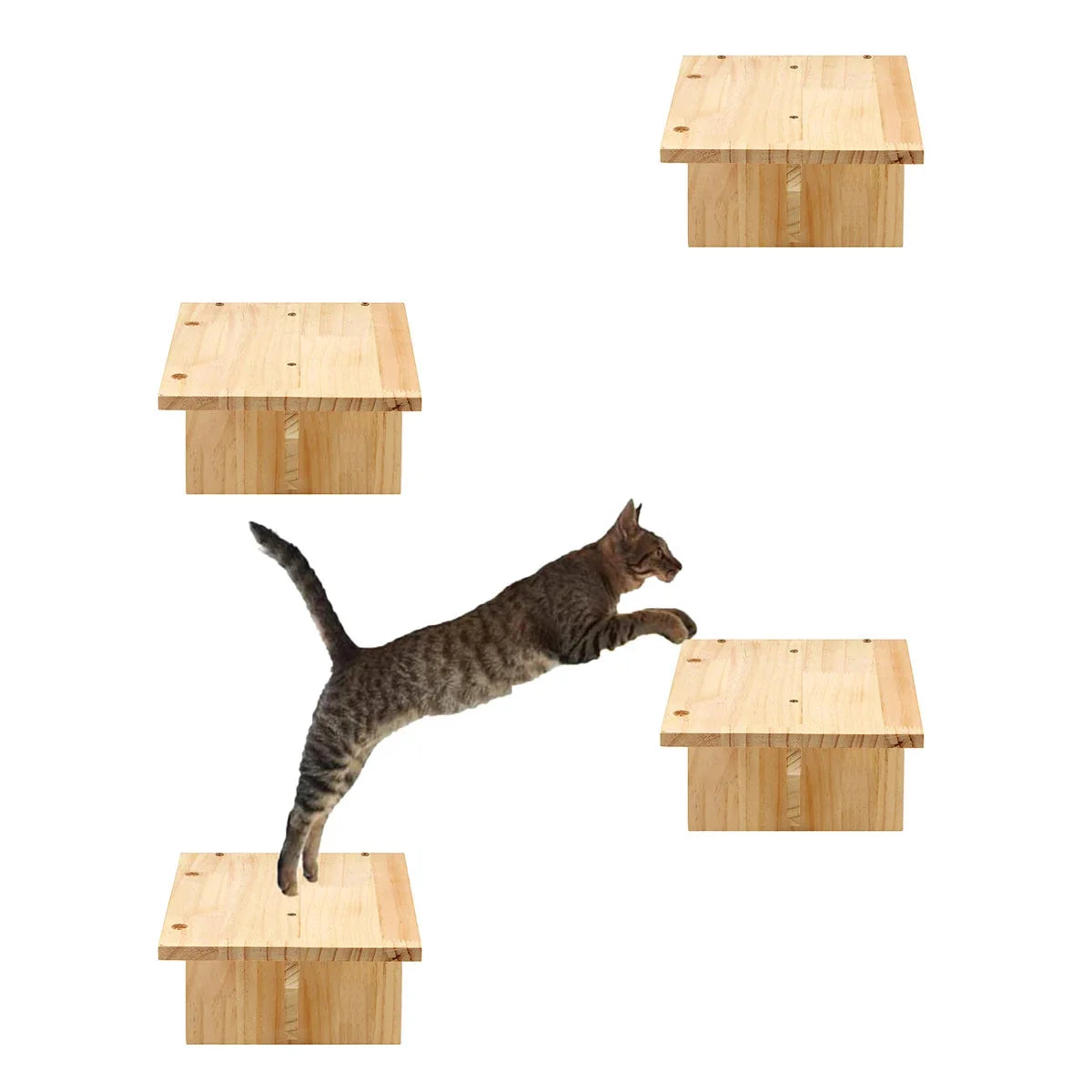 Cat Climbing Walls