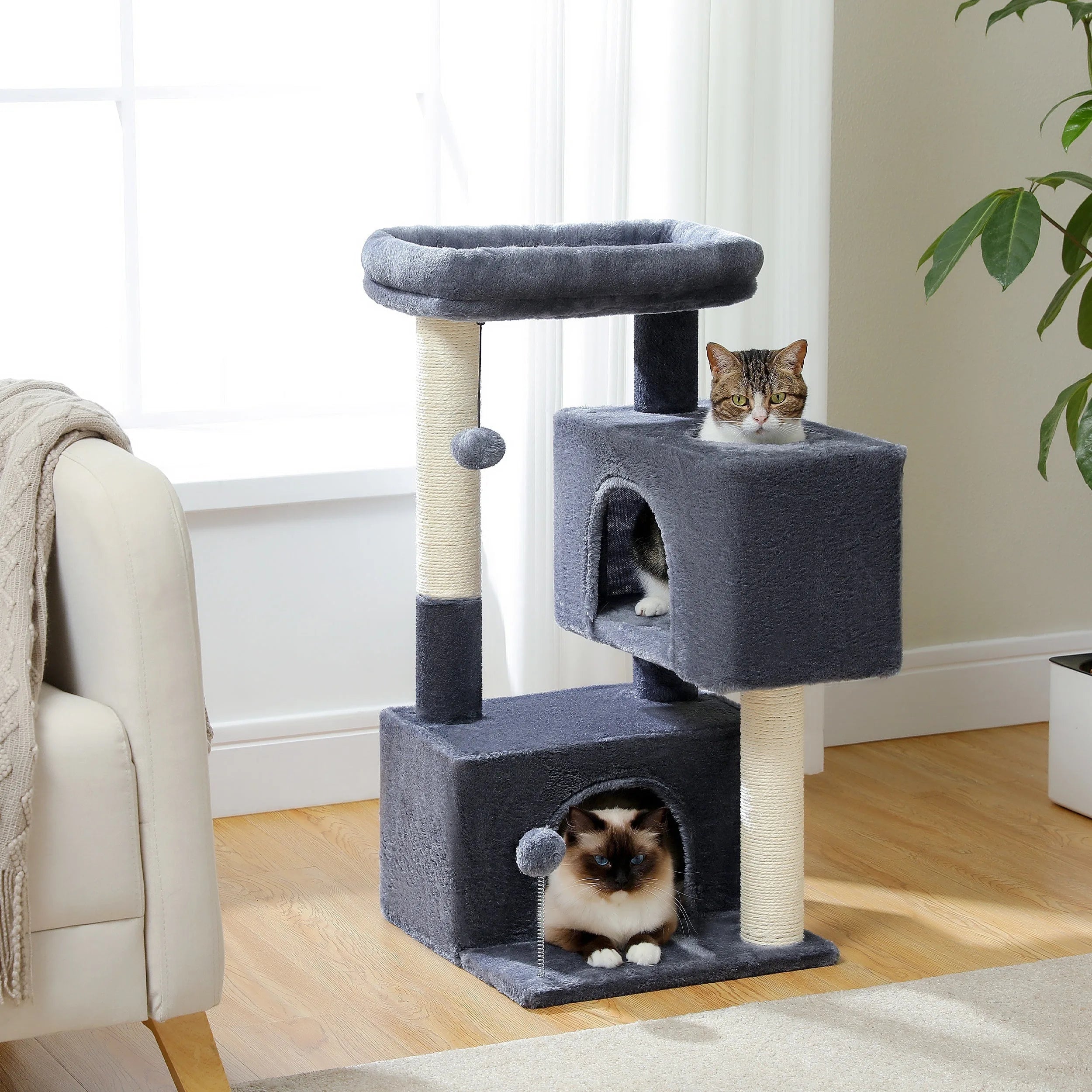 Big Cat Condo