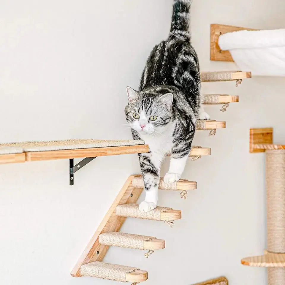 Cat Climbing Walls