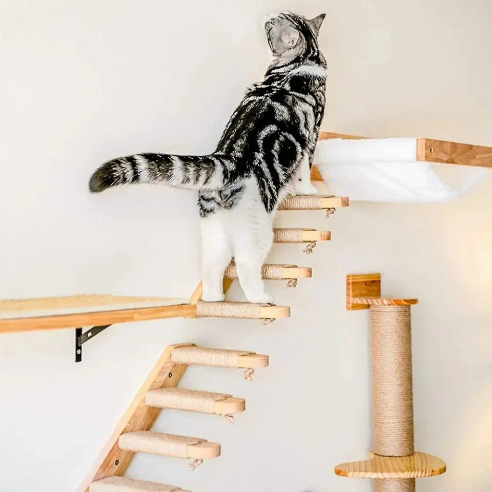 Cat Climbing Walls