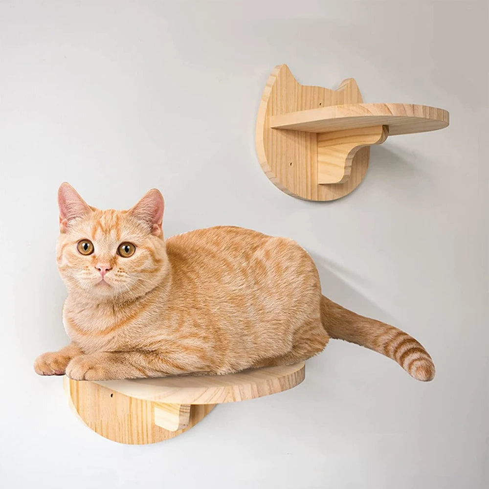 Cat perched on a wall-mounted shelf designed for wall climb activities.