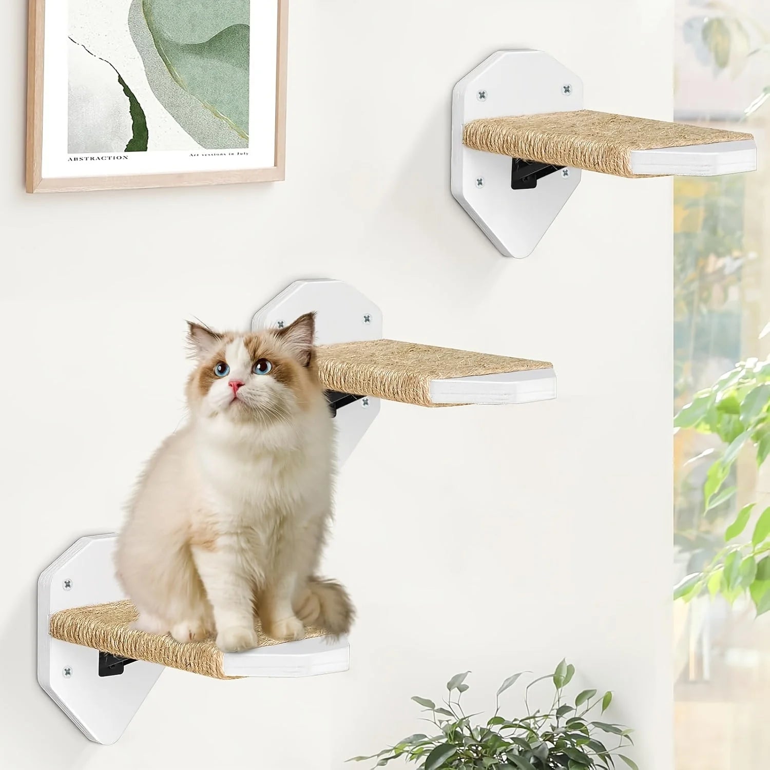 Cat Wall Climbing Systems