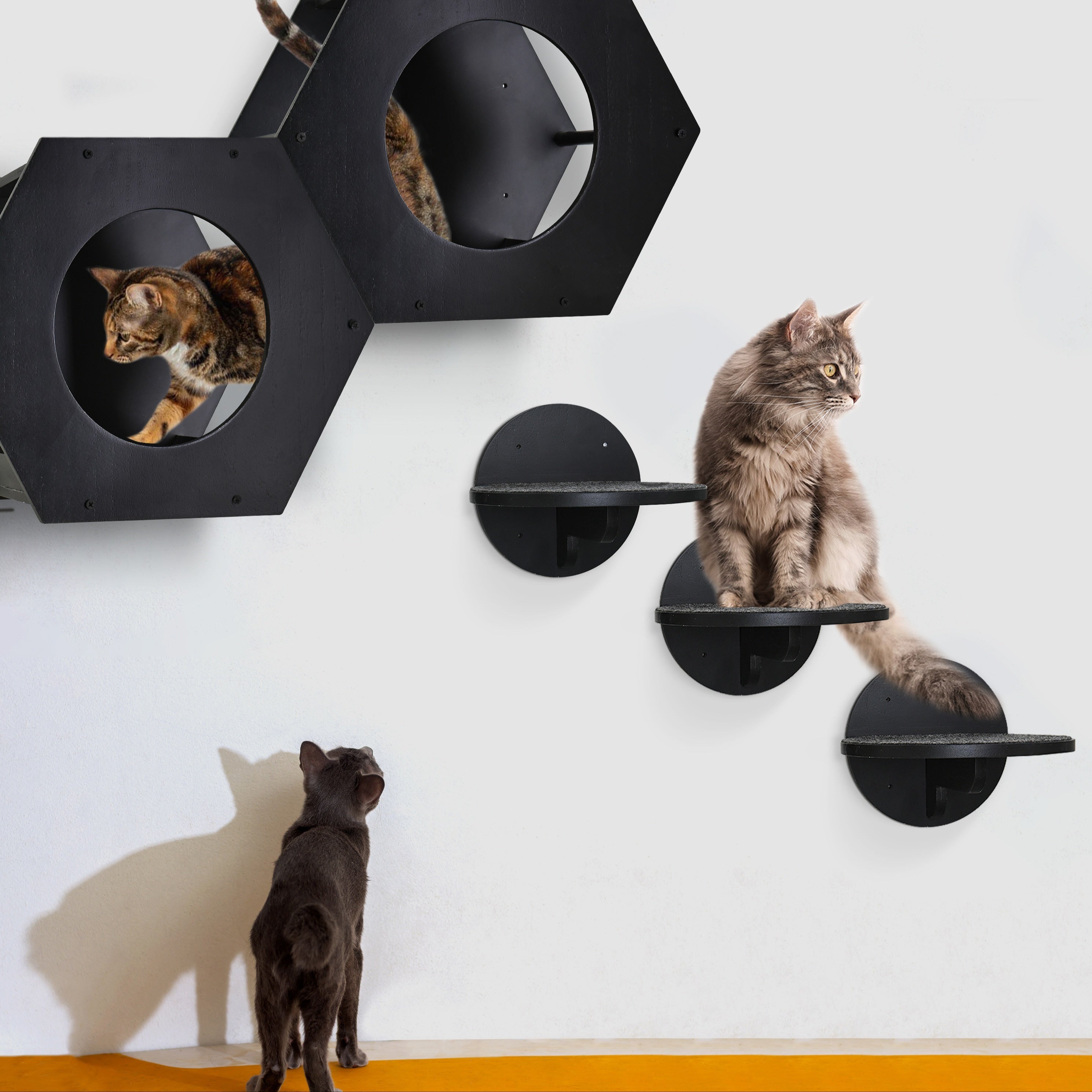 Black modern wall-mounted cat shelves with a hexagonal design and cats exploring various levels.