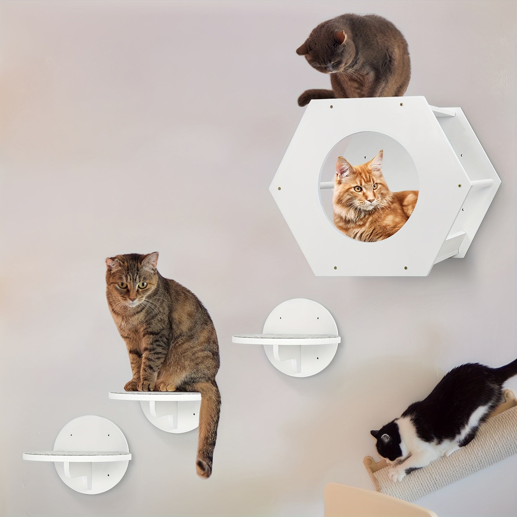 White wall-mounted cat shelves with cats sitting and playing on the steps and inside the hexagonal enclosure.