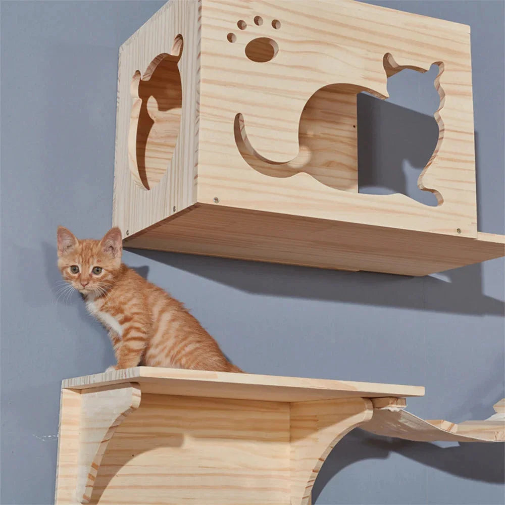 Cat Climbing Walls